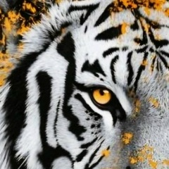 Arshad Shaheen, 06.12, Toronto