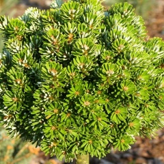 Марина Черкасова, Королёв