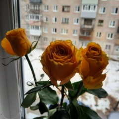 Нина Сенькина, 26.08, Сыктывкар