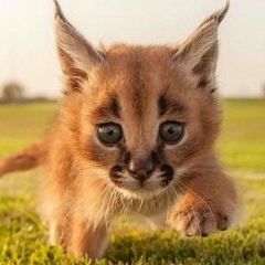 Алексей Швецов, 28.10.1983, Омск