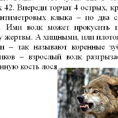 Ермухан Амерхан