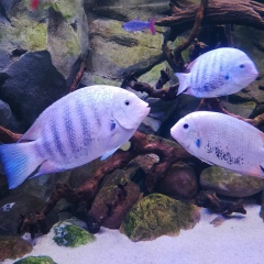 Doctor English, Шуя