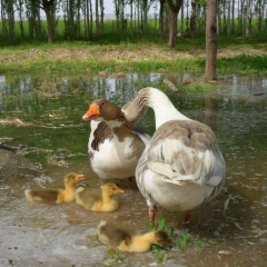 Mohammed Amin, 25.12, Vancouver
