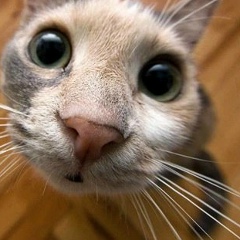 Клавдия Колесниченко, Санкт-Петербург