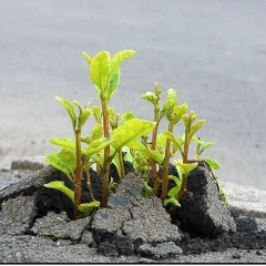 Amor Fati, 19.05, Нальчик