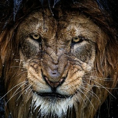 Чиназ Пшизапеков, 23.12, Майкоп