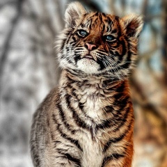 Manucher Khamraev, 15.04, Москва