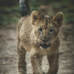 Шамиль Саидов, 05.06, Махачкала