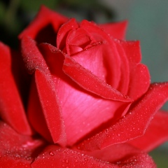 Гульфира Булатова, Мелеуз