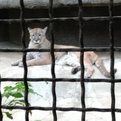 Денис Мамукадзе, 21.06.1986, Воронеж