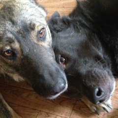 Станислав Очкивский