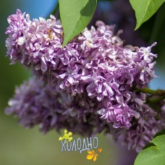 Молдир Садыбаева, 06.11.1990, Алматы