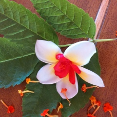 Ольга Фастова, 14.05, Одинцово