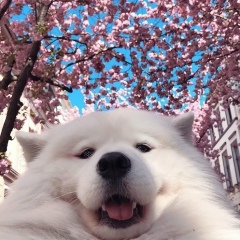 Гулден Курбан, 28.10