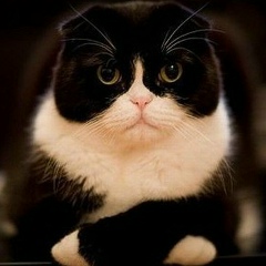 Pit Molla, 26.06, Одесса