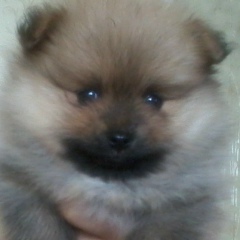 Анастасия Перехвалова, 08.06, Костанай