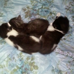 Сергей Банников