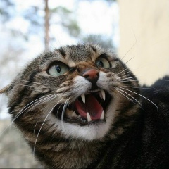 Дмитрий Лебединский, Лебедин