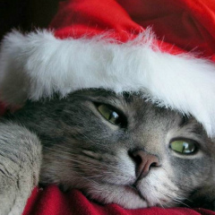 Contra Strake, 28.01.2000, Павлодар