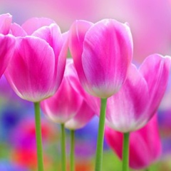 Makpal Ukibayeva, 13.08, Алматы