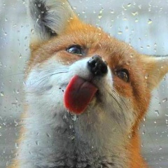 Аленка Д, Светлодарск