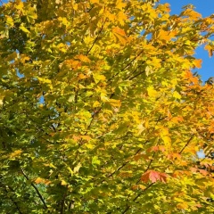 Анна Суханова, 21.05, Березовский