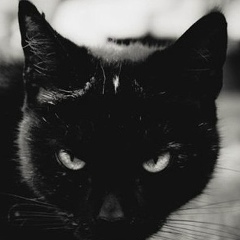 Анна Белая, Москва