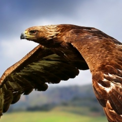 Бекбол Мухамбедьяров, 25.04, Санкт-Петербург