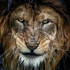 Maga Gagiev, 15.03, Алматы