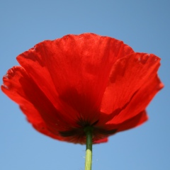 Лилия Хайрулина, Москва