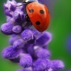 Ксения Я, Темиртау