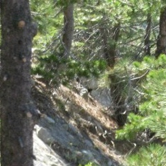 Ирина Камышанская, Москва