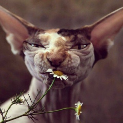 Kirillqa Sidorov, Москва