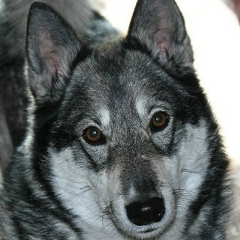 Евгения Антонова, 10.12.1990, Есик