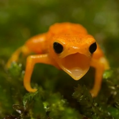 Александр Мамаев, Саров