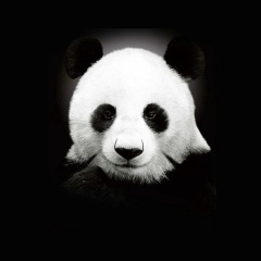 Олег Кабалоев, Владикавказ