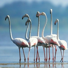 Ali Akhtar, 19.09.1978, Lahore