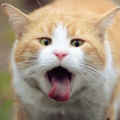 Наглый Кот, Александровск