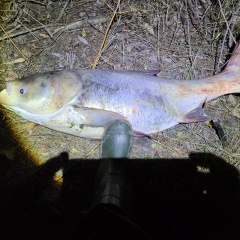 Иван Иванович, Тирасполь