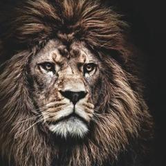 Турал Ахмедов, 12.12