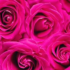Sainee Naeem