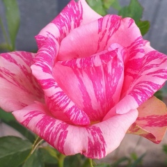 Зейнеп Байбалакова, 29.12.1976, Алматы