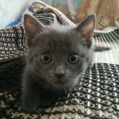 Вадим Смит, Новосибирск