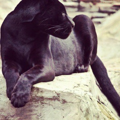 Мира Тлеш, 01.03, Астана