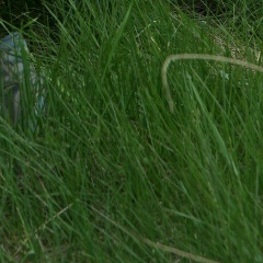 Константин Сорокин, Курск