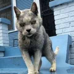 Евгений Сурнин, 06.01, Москва