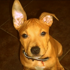 Спайк Стаффордширский, 04.09, Гродно