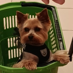 Вера Анисимова, Череповец