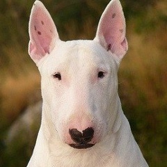 Людмила Порциян, 27.12, Якутск