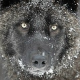 Алексей Житник, 14.12.1983, Ясиноватая